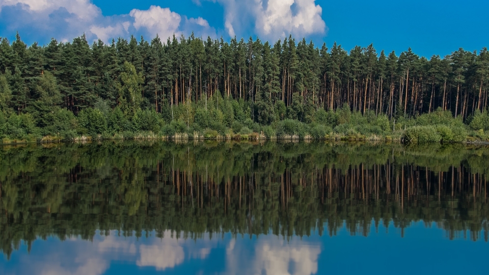 Krajobraz drzewo woda natura