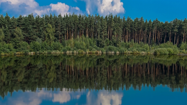 Landscape tree water nature Photo