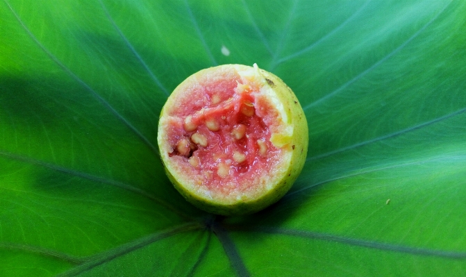 Foto Tanaman buah daun bunga