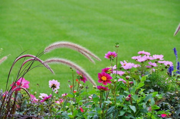 Nature grass outdoor blossom Photo