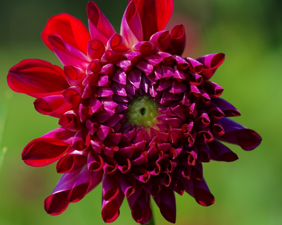 Natura fiore aprire pianta