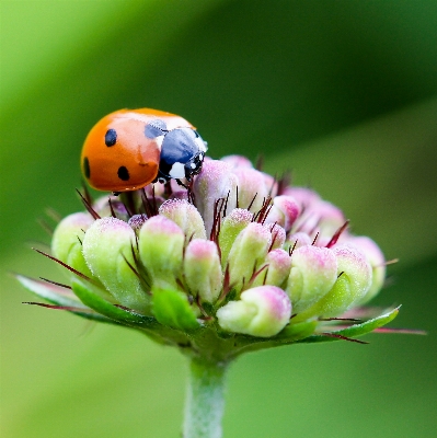 Foto Alam fotografi bunga daun