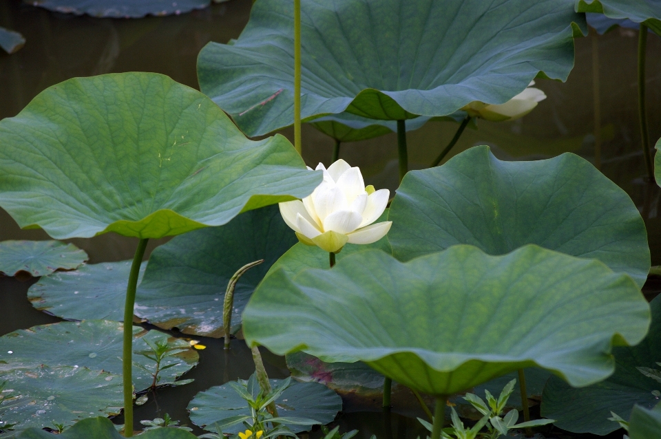 树 水 自然 植物