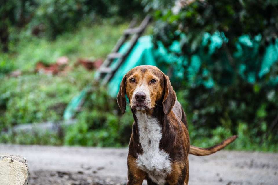 Natur straße welpe hund