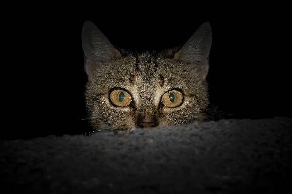 Foto Hitam dan putih
 malam satwa imut-imut