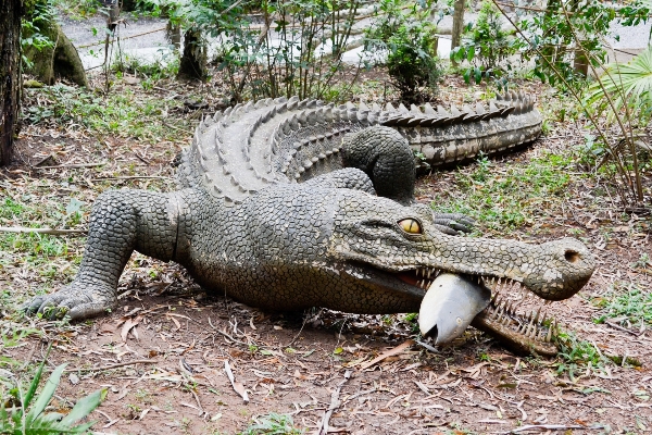 Wildlife reptile fauna green lizard Photo