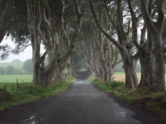 Landscape tree nature forest Photo