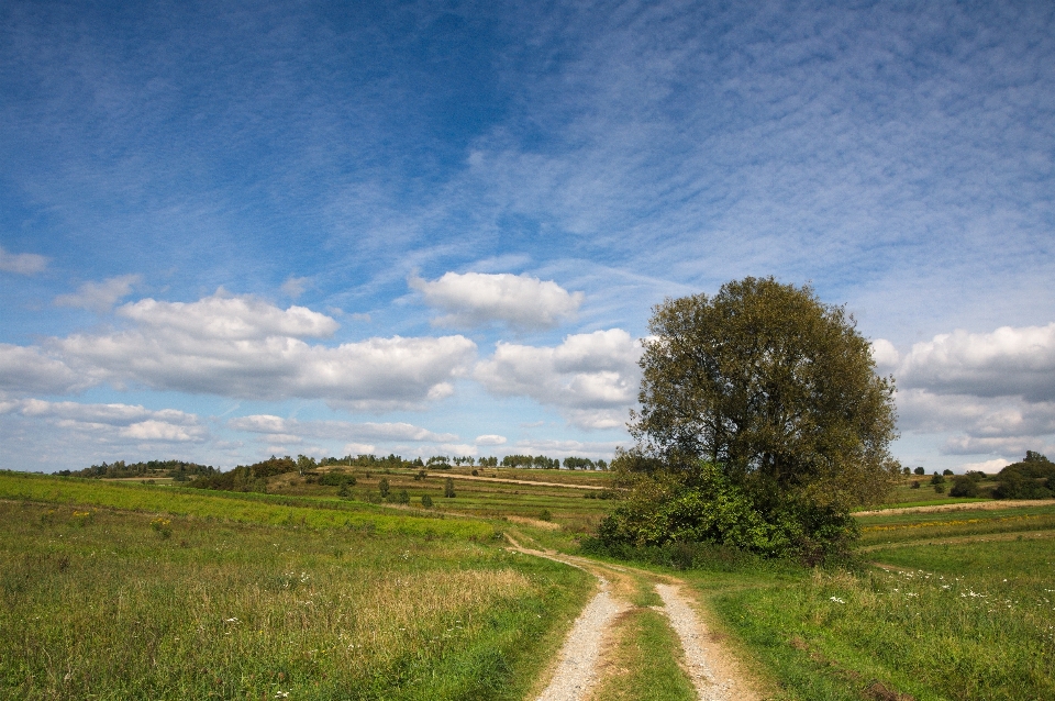 Landschaft baum natur gras