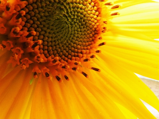 自然 植物 写真撮影 花 写真