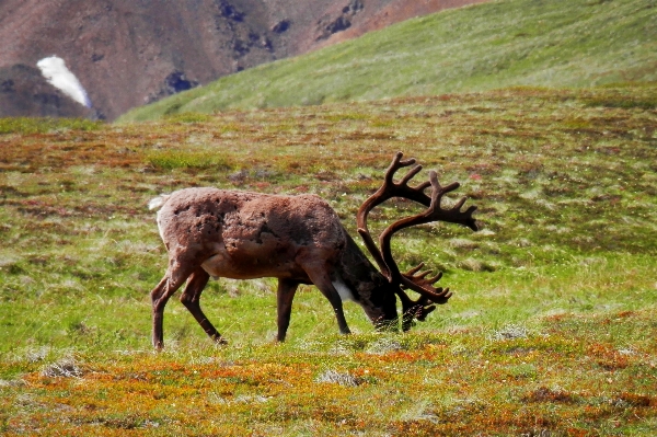 Nature wilderness meadow wildlife Photo