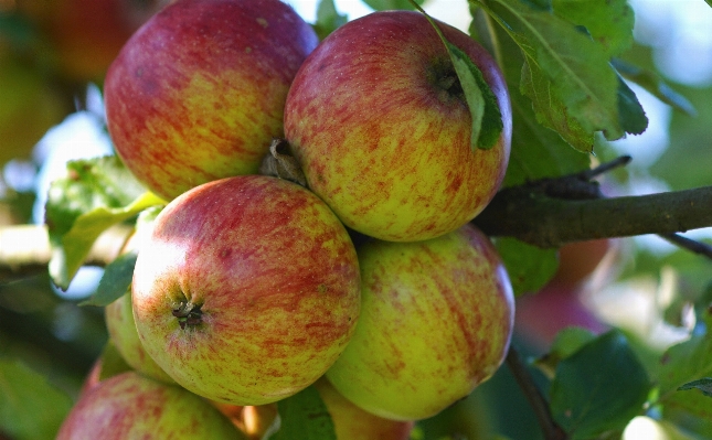 Apple tree nature branch Photo