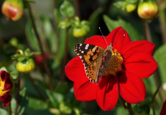 Photo Nature aile usine fleur