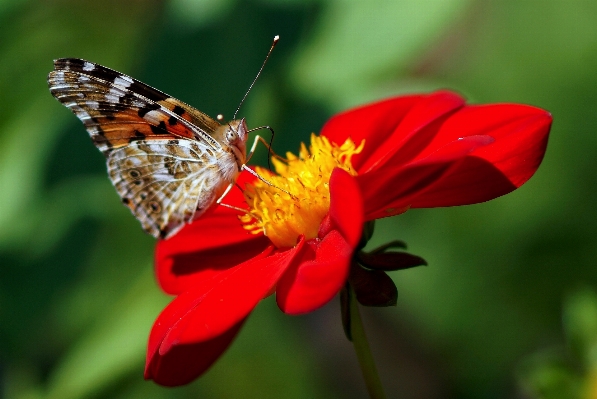 Photo Nature aile usine la photographie