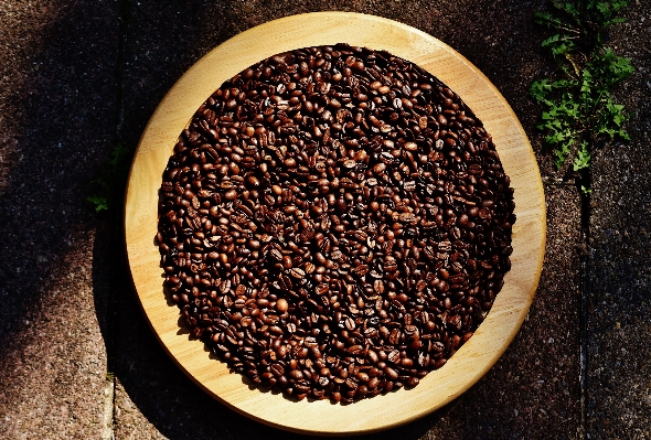 カフェ コーヒー 植物 香り 写真