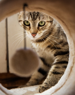 Foto Casa animale gattino gatto