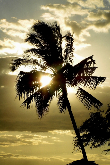 Plage mer arbre nature