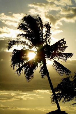 Foto Pantai laut pohon alam