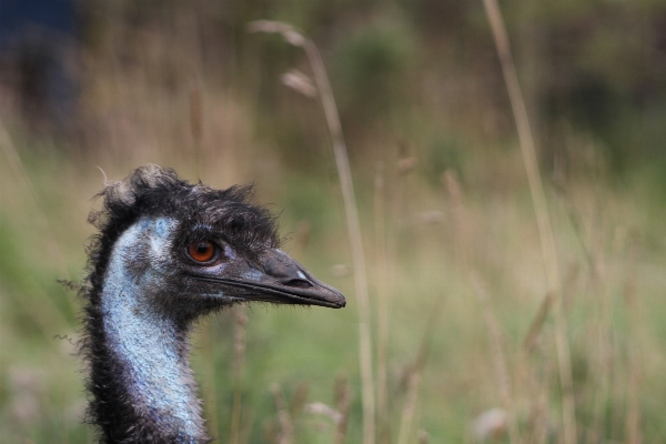 Nature grass bird animal Photo