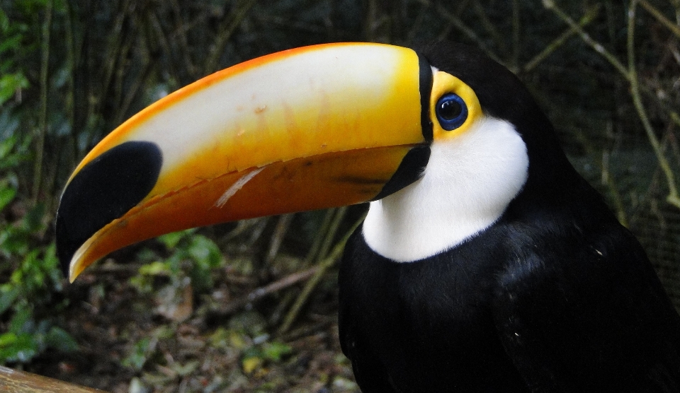 Naturaleza pájaro cima animal