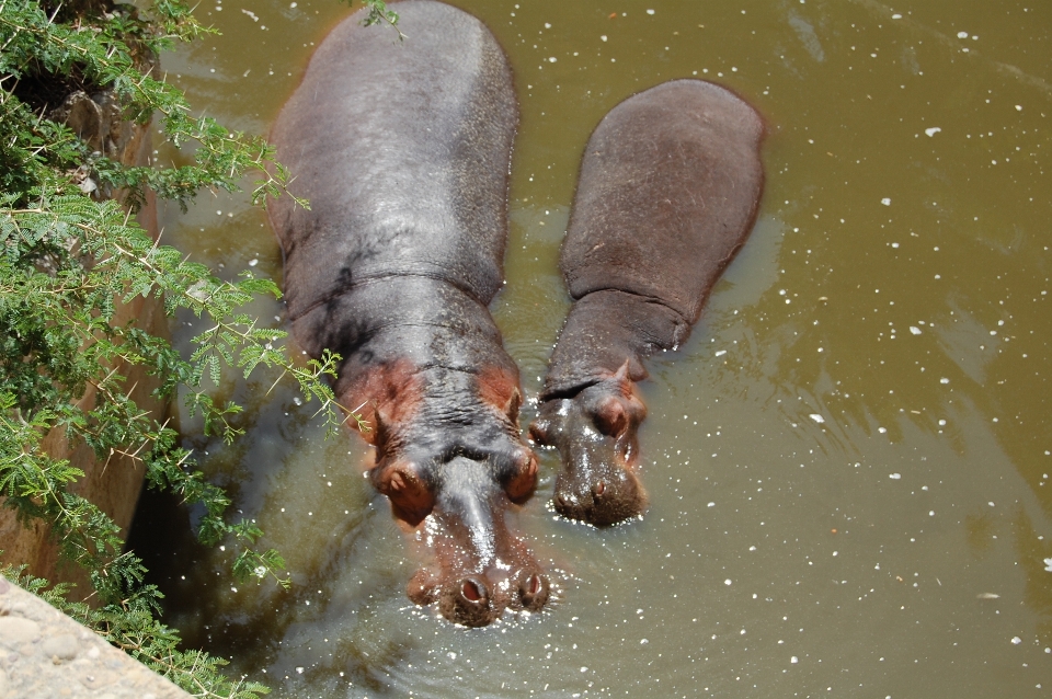 水 湖 野生動物 野生