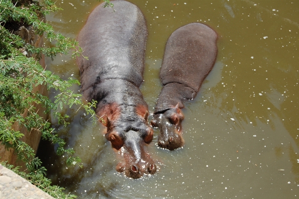 水 湖 野生動物 野生 写真