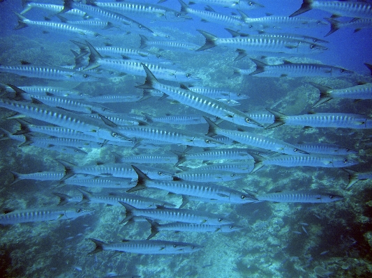 Sea water ocean animal Photo