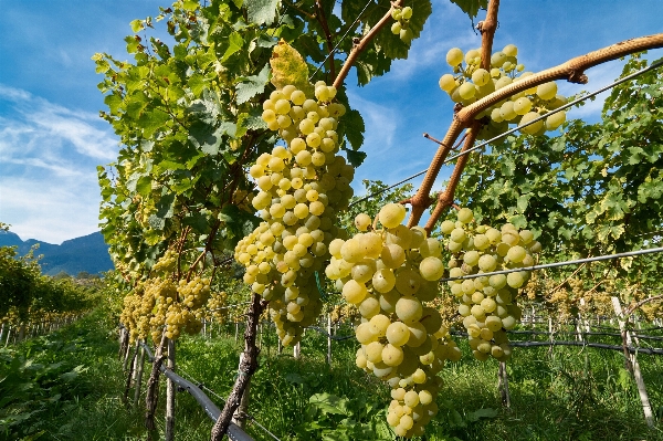 Tree branch plant grape Photo