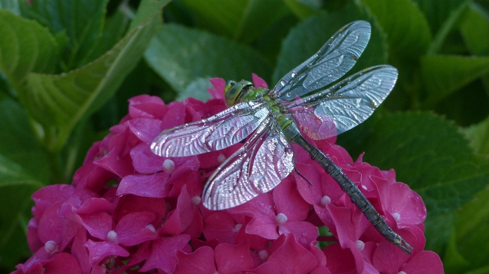 Nature plant leaf flower Photo