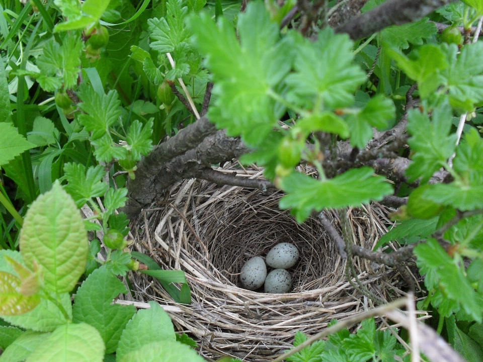 Nature branch bird wildlife