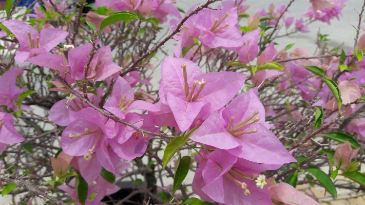 自然 花 植物 夏 写真