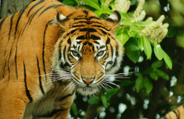 Foto Animali selvatici zoo pelliccia giungla