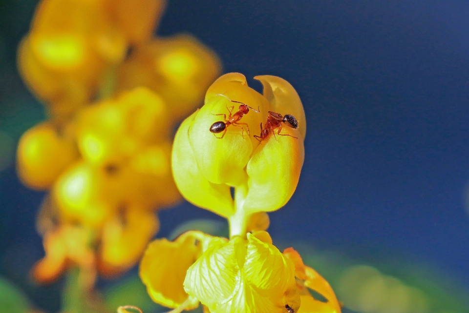 Natur anlage fotografie frucht