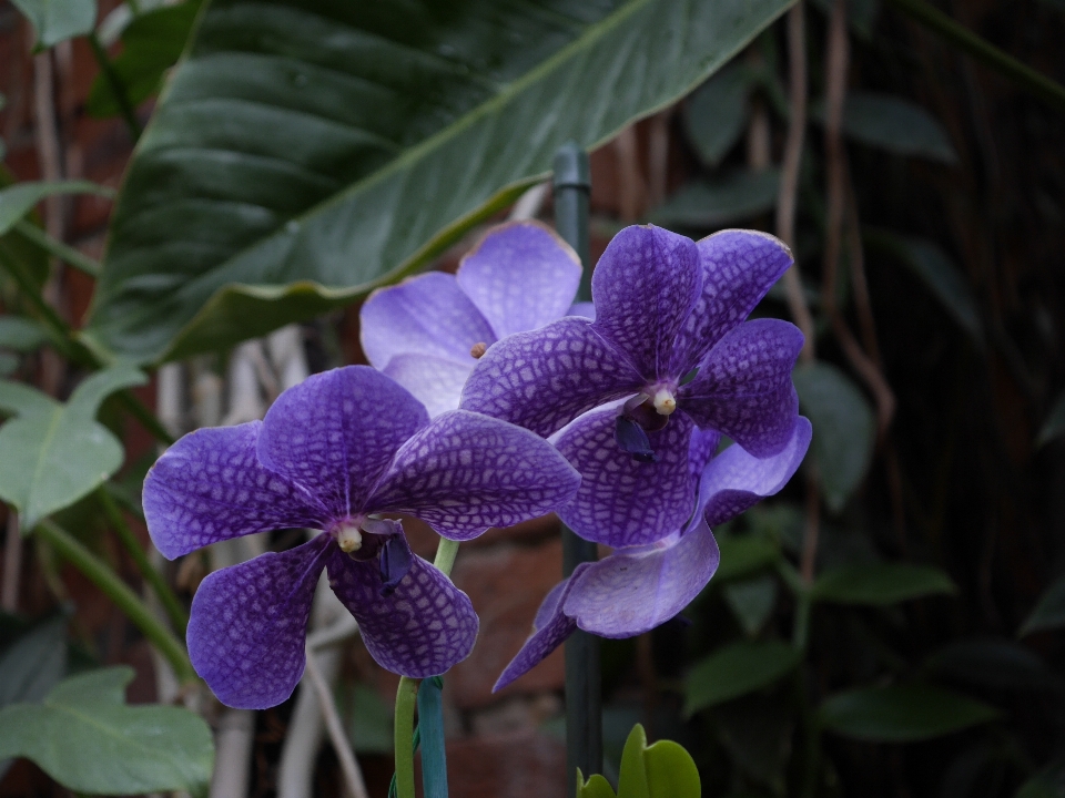 Winter plant flower botany