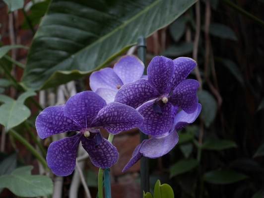 Foto Invierno planta flor botánica
