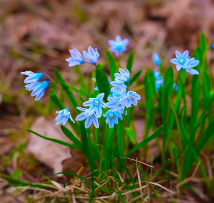 自然 森 草 植物 写真