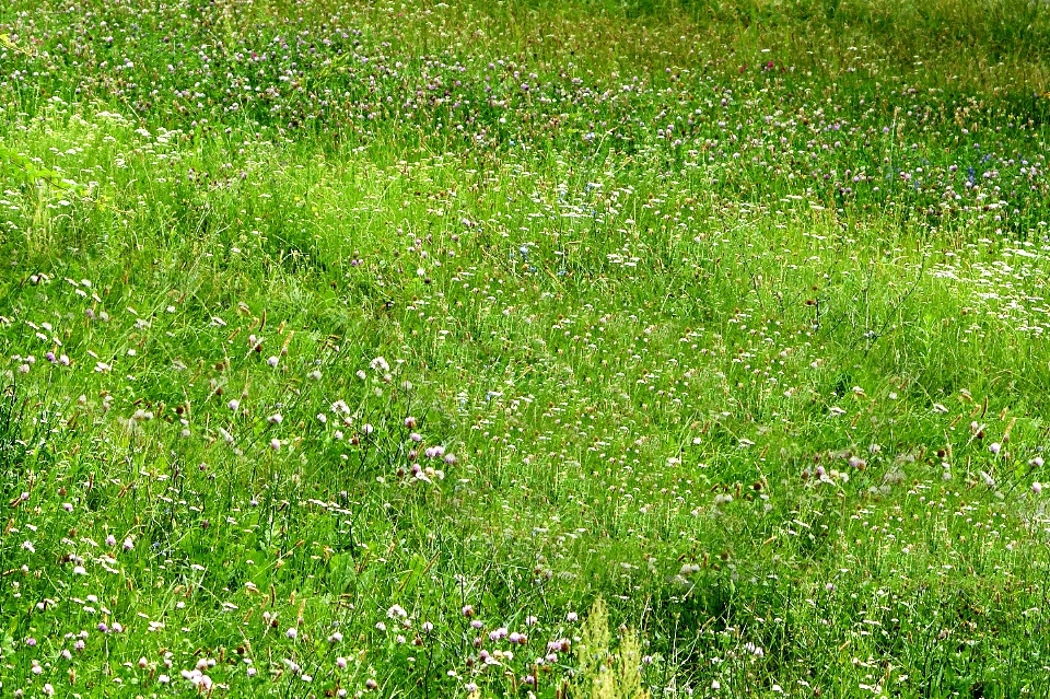 Nature grass plant field