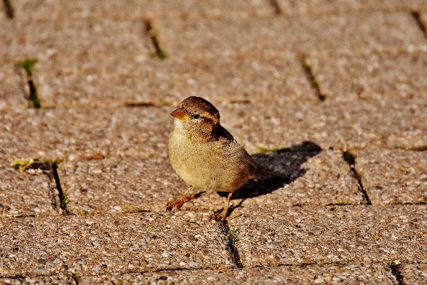 自然 鳥 羽 動物 写真