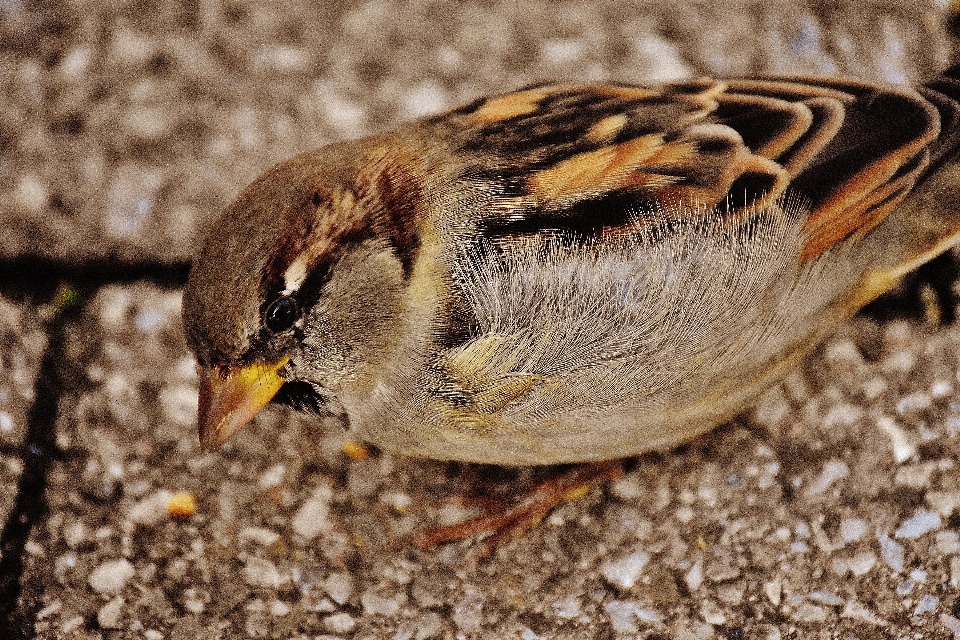 Naturaleza pájaro ala animal