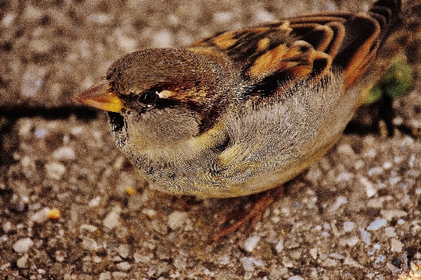 Nature bird wing animal Photo