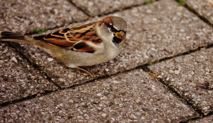 Nature branch bird wing Photo