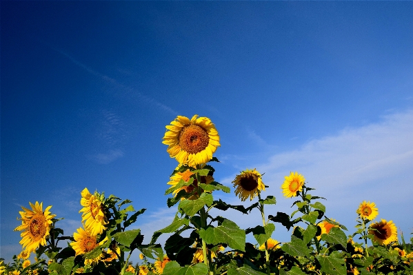 Landscape nature outdoor blossom Photo