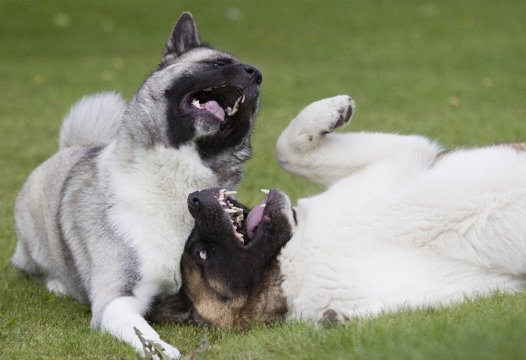 Foto Rumput luar ruangan bermain anak anjing