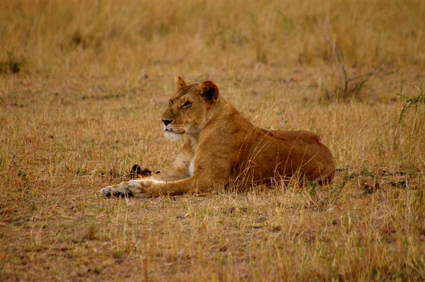 Prairie adventure wildlife cat Photo