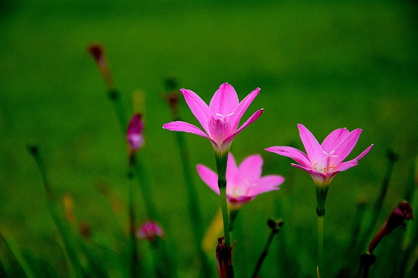 Nature grass blossom plant Photo