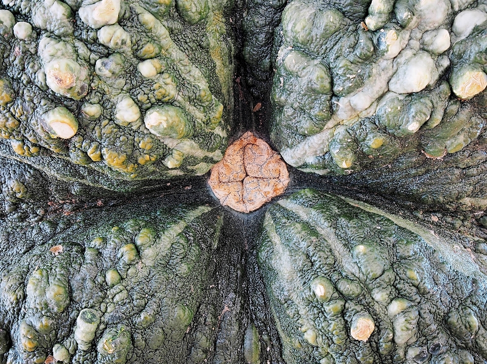 árbol naturaleza bosque rock