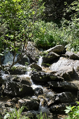 Tree water nature forest Photo