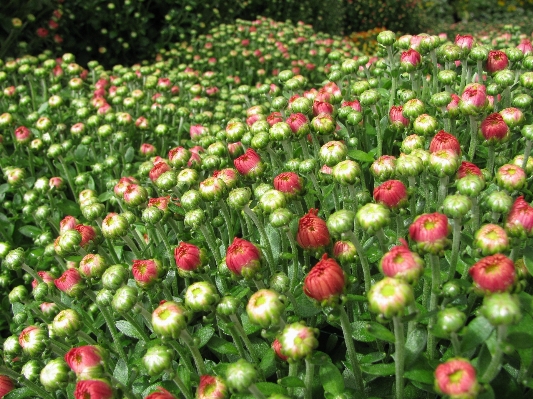 植物 分野 草原
 秋 写真