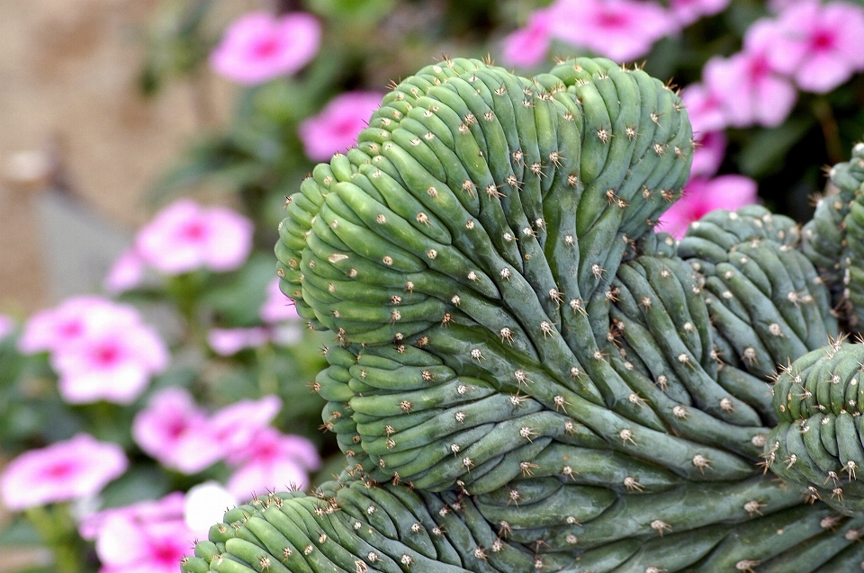 木 カクタス
 植物 葉