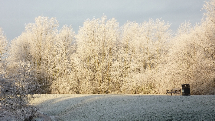 Foto Paesaggio albero natura erba