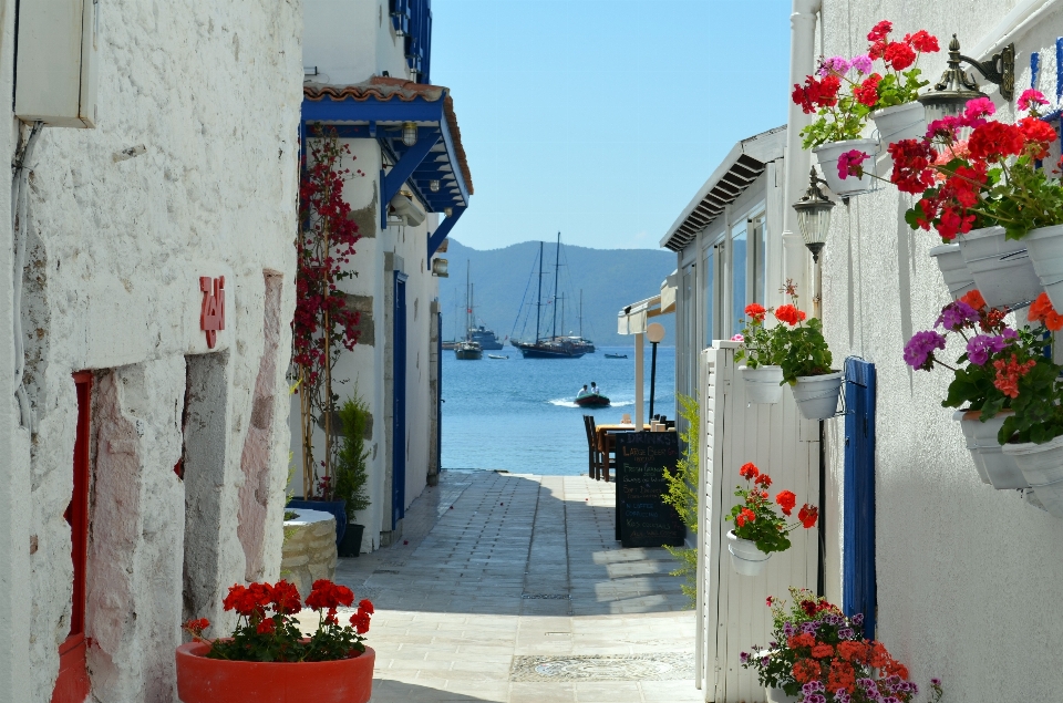 Landscape street house flower